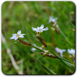 Prairie Blue-eyed-grass